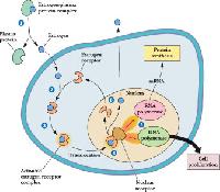 steroid hormones