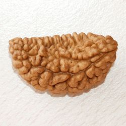 one mukhi rudraksha