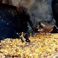 Yellow Corn Animal Feed