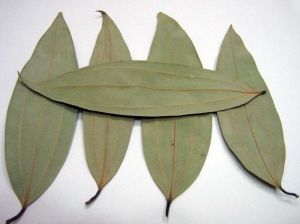 Bay Leaves