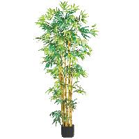 Bamboo Plant