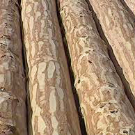 Pine Wood Logs