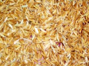 Paddy Seeds