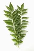 Curry Leaves