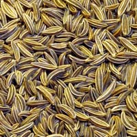 Cumin Seeds