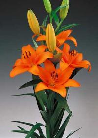 Lily Flowers