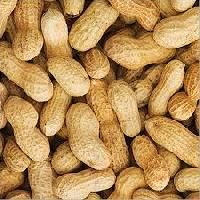 Groundnut Shell