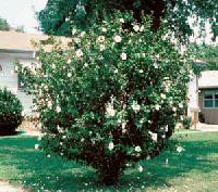 ornamental shrub plant