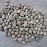 Betelnut