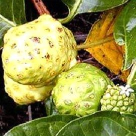 Morinda Citrifolia Extract