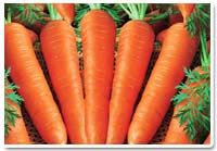 Carrot