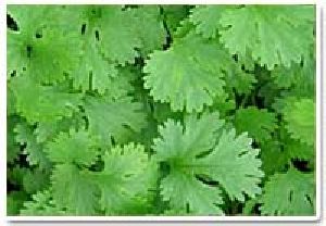 Coriander