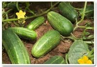 cucumbers