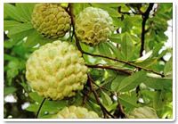 Custard Apple