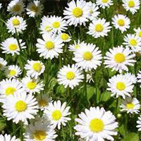 Dry Chamomile Flowers