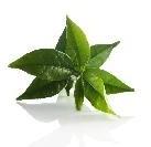 Green Tea Leaves