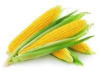 Yellow Corn Maize