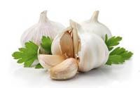 Fresh Garlic