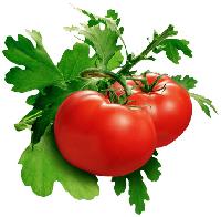 Fresh Tomato