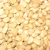 Tamarind Seed, Tamarind Seed Kernal