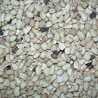 Tamarind Seeds