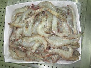 Vannamei Shrimps