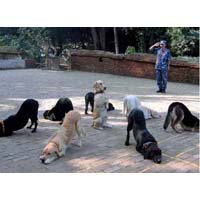 Dog Basic Training