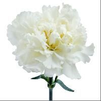 Carnation