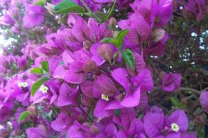 Bougainvillea Shrub Plant