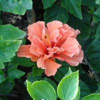 Hibiscus Viceroy Shrub Plant