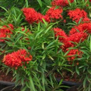 Ixora Mini Shrub Red Plant