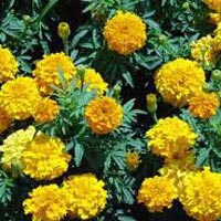 Marigold Flowers (Sendu Malli)