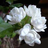 Natural Jasmine Flowers