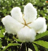 Raw Cotton