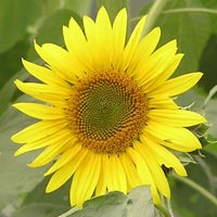 Hybrid Sunflower