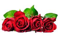 Red Roses