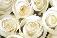 White Roses