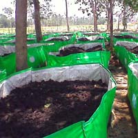 Vermicompost Bed 08