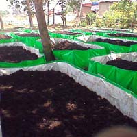 Vermicompost Bed 09