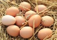 Fresh Eggs