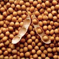 soya bean seed