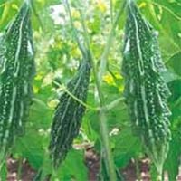 Vegetable Seeds of Bitter Gourd Ruchika Fruits