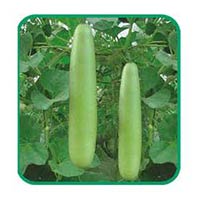 Vegetable Seeds of Bottel Gourd Navoday