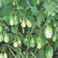 Vegetable Seeds of Brinjal Pranjal Fruits