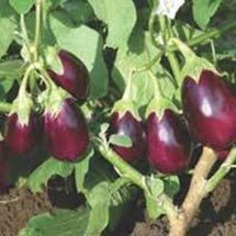 Vegetable Seeds of Brinjal Shrestha Fruits