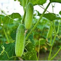 Vegetable Seeds of Cucmber Ankita Fruits