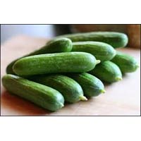 Vegetable Seeds of Cucumber Gauri Green Fruit