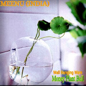 Transparent Ball Money Plant Pot