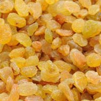 Golden Raisins Kishmish Kismis