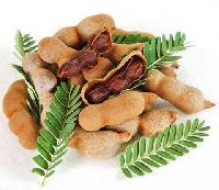 Whole Tamarind